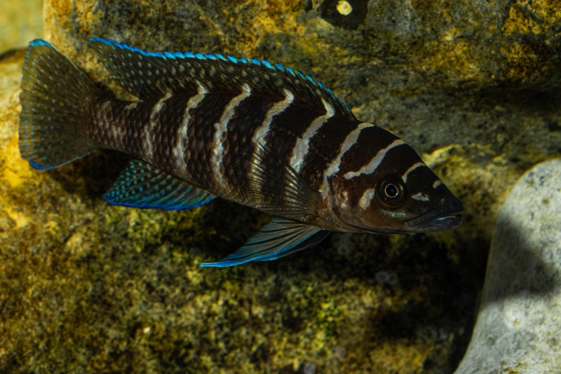Neolamprologus cylindricus 'Kasanga'